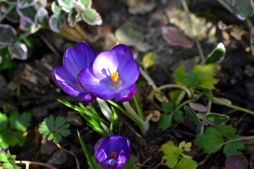 Crocus au soleil !