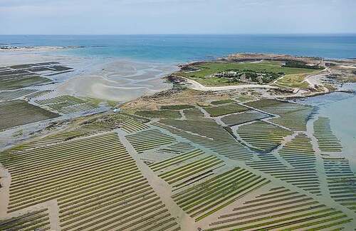 les huitres Hélie à Saint-Vast-la-Hougue (