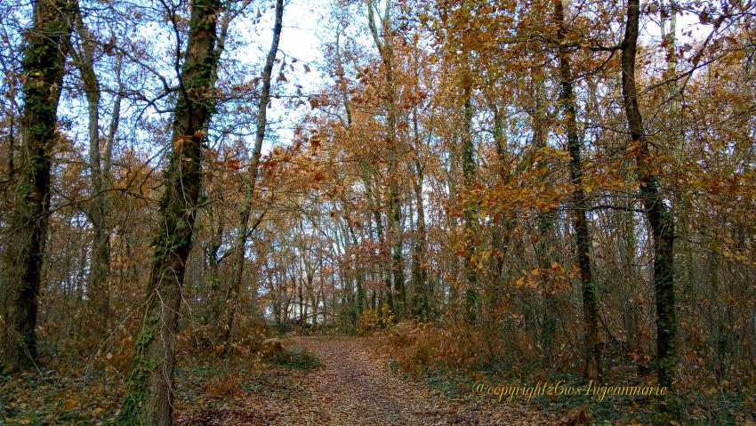 Protection des animaux,écologie,pas de chasse,un bois de réserve des oiseaux a Langon que j'ai trouvé