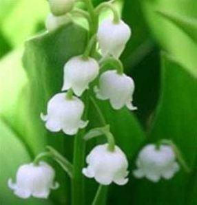 Muguet.jpg