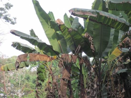 Togo Piste dans la forêt bananiers