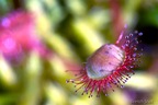 Drosera - tourbière du Mougau - Commana