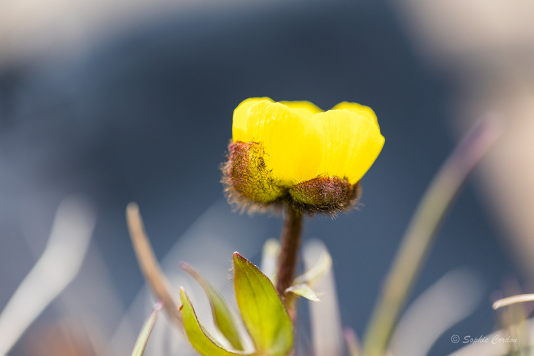 Un peu de macro