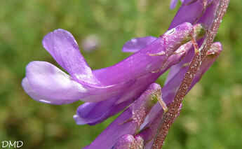 Vicia villosa subsp. varia  -  vesce bigarée