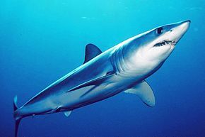 Résultat de recherche d'images pour "requin mako"