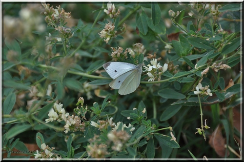 Pieris brassicae (La piéride du choux) 