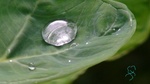 Feuille d'alocasia macrorrhiza Martinique