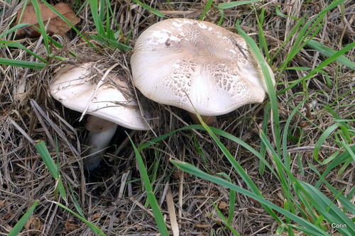 Des champignons dans un pré