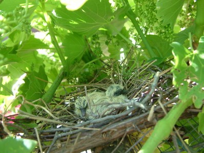 bébés tourterelles au nid