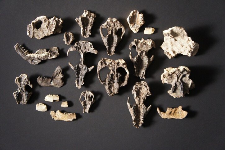 Ces fossiles de crânes et de mâchoires de mammifères font partie du trésor paléontologique découvert sur ...