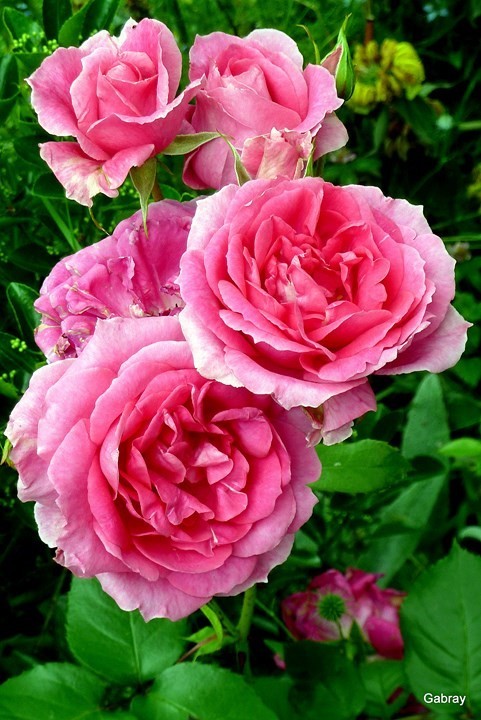 n01---5-roses.JPG