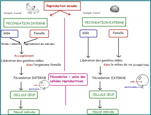 reproduction sexuée