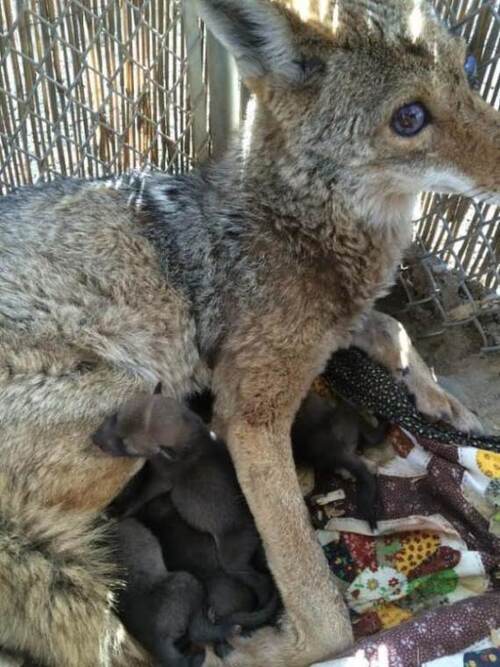 (-*♥*-)  Ils ont recueilli une femelle coyote aveugle, mais quand ils ont vérifié comment elle allait le lendemain… Oh mon dieu !