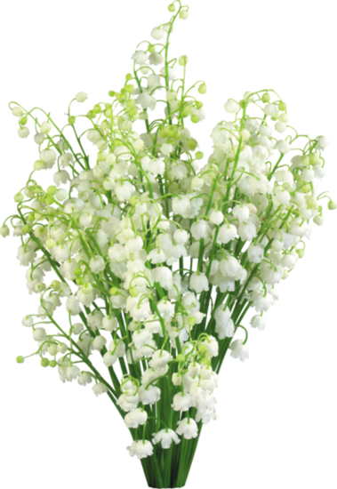 muguet du 1 mai !   2