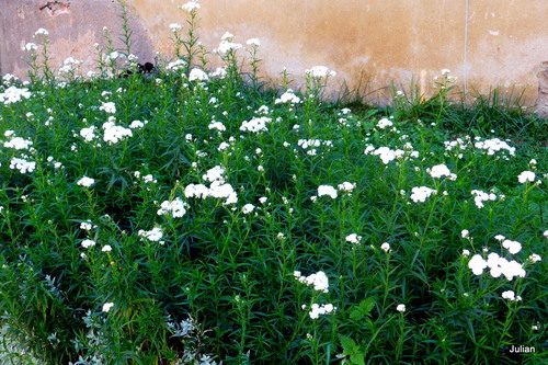 Belles fleurs blanches