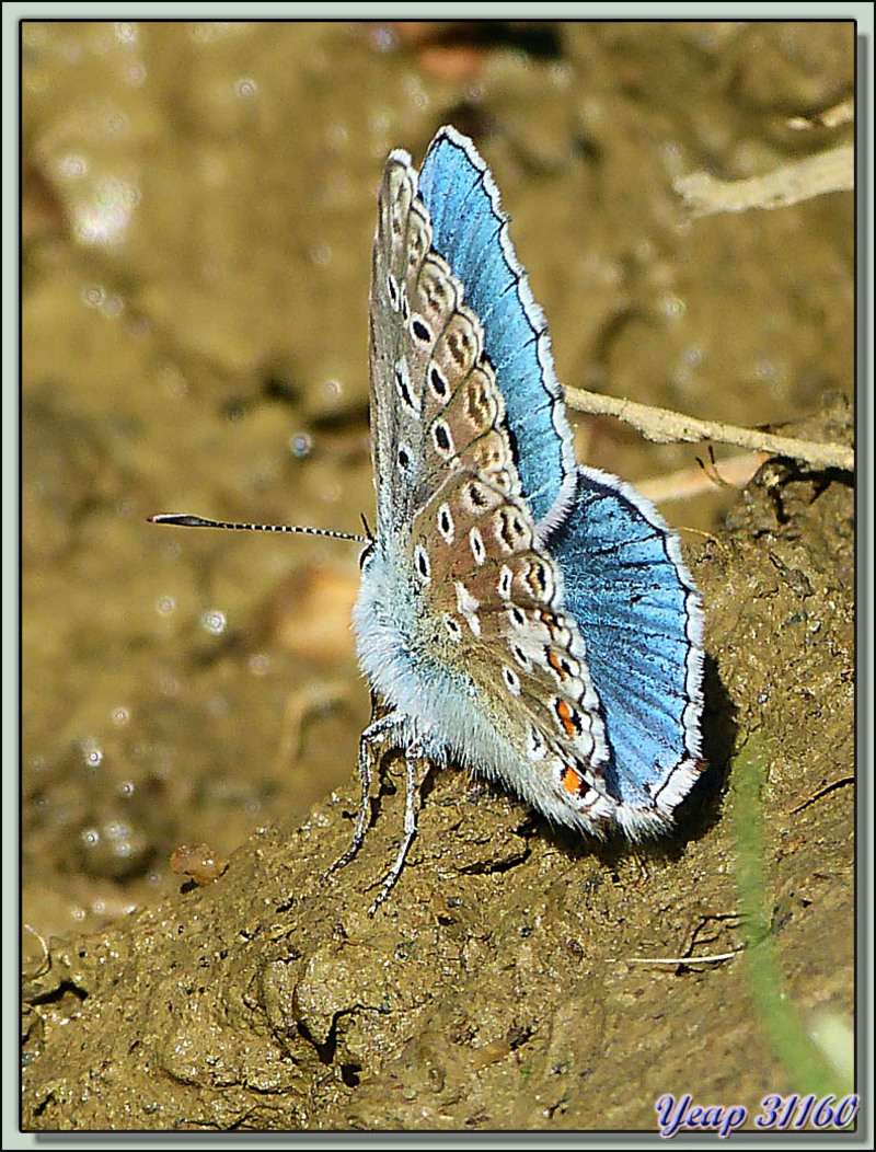 Adonis bleu, Bel Argus, Azuré bleu céleste (Poyommatus bellargus) - Aspet - 31  (Faune)