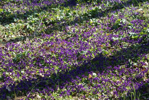 oh! des violettes