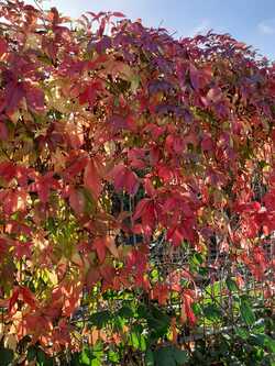 L'automne continue mais l'été aussi 