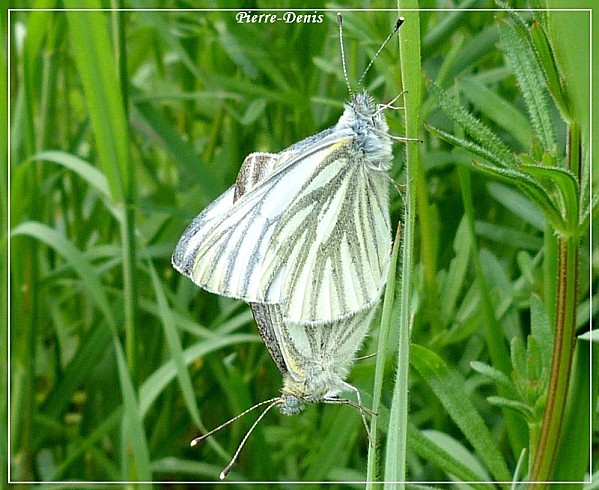 Couple piéride navet