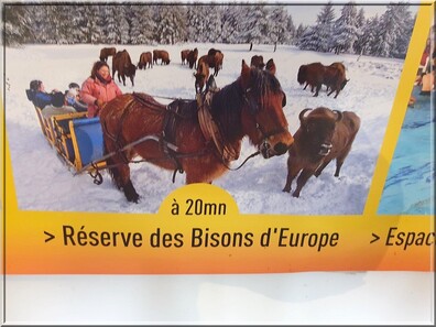 998 - Réserve de Bisons à Sainte Eulalie en Margeride en Lozère (48)