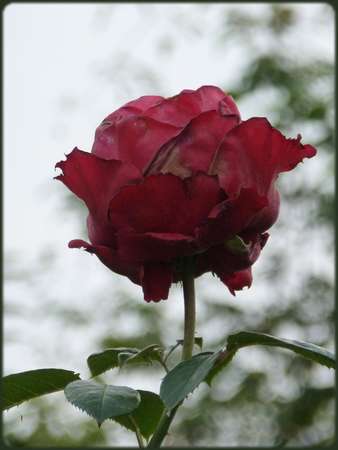 La Rose des 4 vents