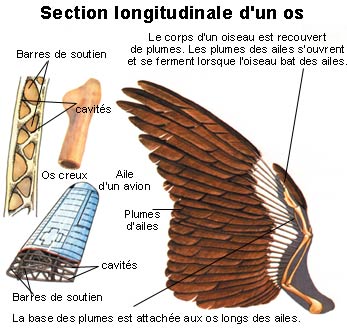 Comme comprendre que lenfant il y a des helminthes