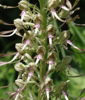 Orchis bouc2