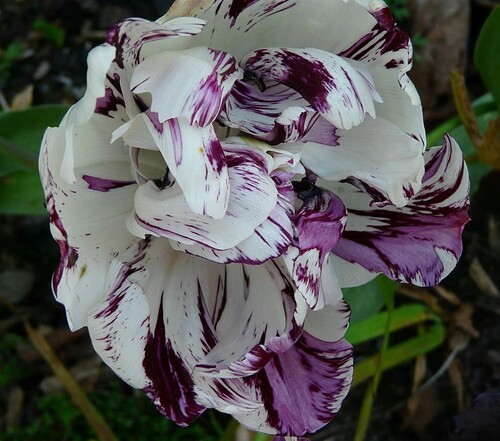 Coeurs de tulipes