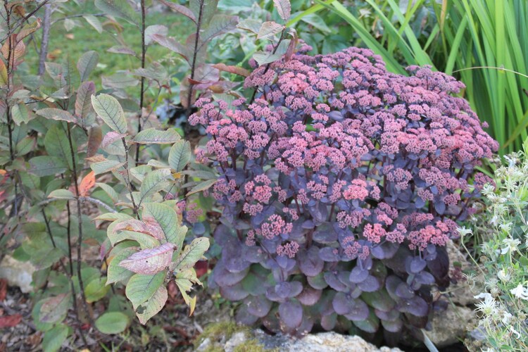 Sedum Sunsparkler Blue Pearl