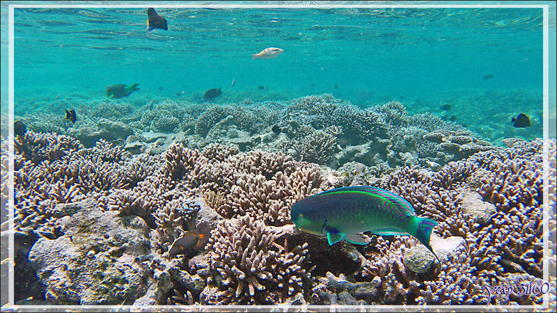Perroquet grand bleu, Indian ocean steephead parrotfish (Chlorurus strongylocephalus) - Snorkeling à Thudufushi - Atoll d'Ari - Maldives