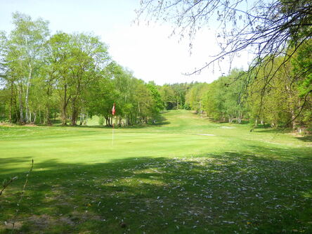 La forêt de Jumièges