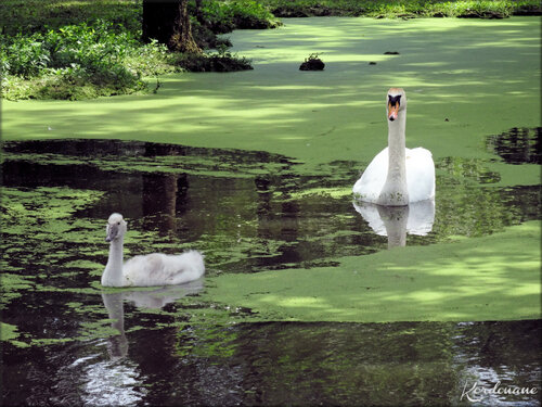 Photos de Cygnes - Marais aux oiseaux