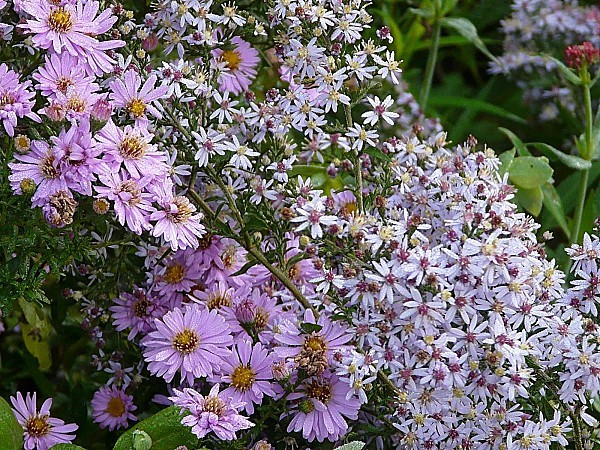 visites-jardins-24-9-2011-056.jpg