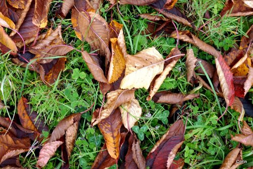 Feuilles sur le sol