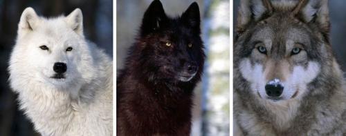 L'antre loups nuit secrets perdus Roxen Show Davies