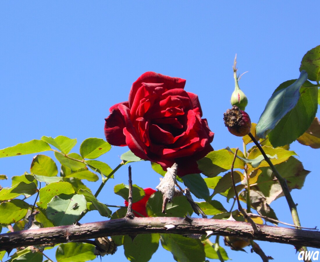 Octobre : Défi de KHANEL : la couleur rouge