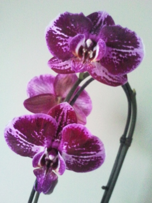 Ma phalaenopsis fuchsia et bordeaux