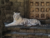 Tigre Blanc : Pairi Daiza le 10 juillet 2015