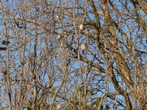 Oiseaux sur des branches