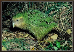 Le Kakapo