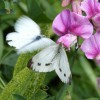 papillon piéride blanche