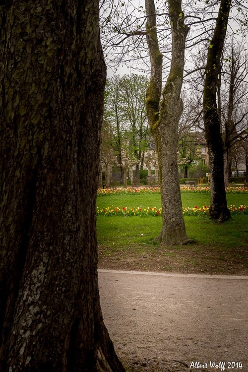 Le printemps des troncs