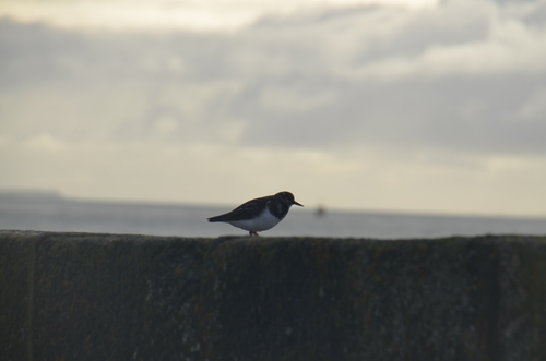 Quelques oiseaux marins 