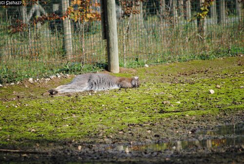 Wallaby de Bennett