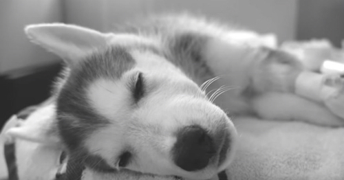 (-*♥*-) Ce chien était en train de mourir, quand les vétérinaires ont compris pourquoi ils étaient stupéfiés