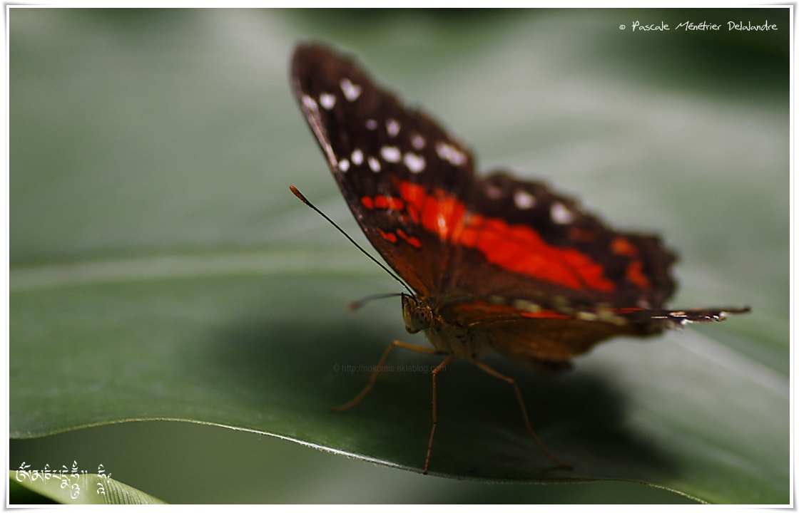 Anartia amathea - Nymphalidae