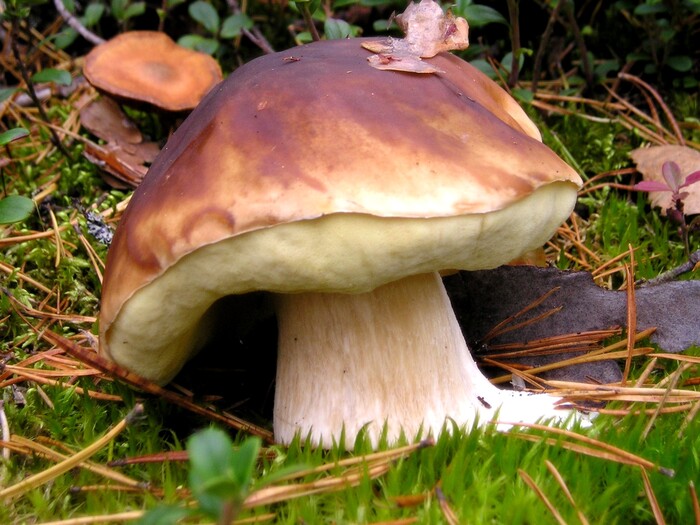 Légumes du mois d'Octobre