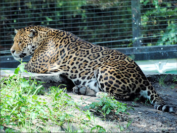 Photo de Jaguar - nouveauté au Zoo de Pessac