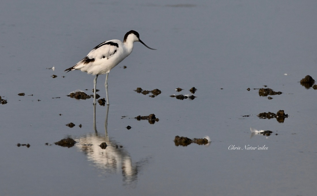 Avocette élégante