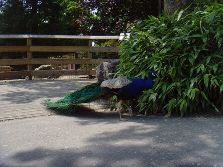 le zoo de Maubeuge